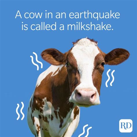 50 cow jokes that are udderly hilarious reader s digest