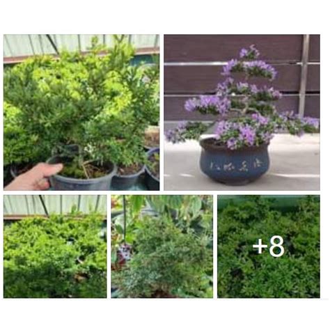 Pokok Blue Bell Vietnamese Blue Bell Blue Bell Bonsai Agg Shopee Malaysia