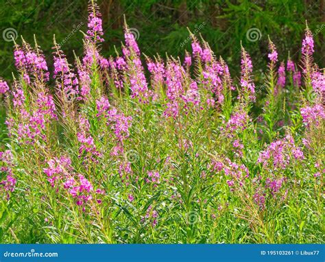 Pink Epilobium Angustifolium Mountain Flowers Stock Image Image Of