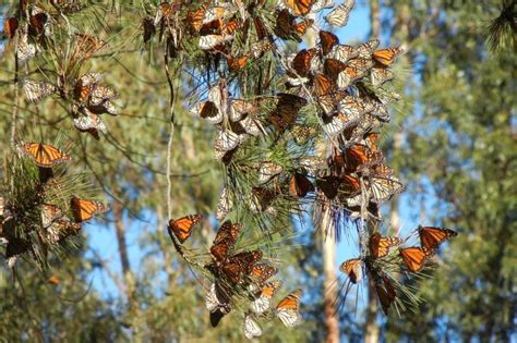monarch butterflies disappearing from western u s researchers say