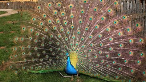 Paon corporation was founded on january 20, 1999. Toulouse. Pouka, le paon de La Ramée, abattu d'un coup de ...