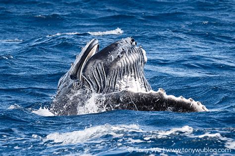 I was in his closed mouth for about 30 to 40 seconds before he rose to the surface and spit me out. Visit Tonga To See Humpback Whales in 2017