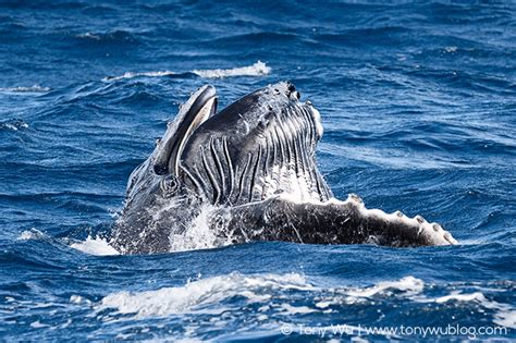 A man in the us who was swallowed by a humpback whale has described his shocking ordeal. Visit Tonga To See Humpback Whales in 2017