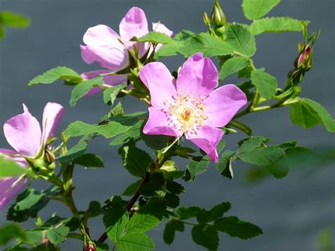 6 Wild Roses Plant Biological Science Picture Directory