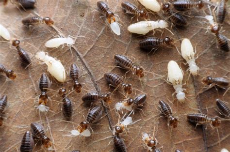 How To Get Ride Of Termites A Homeowners Guide To Termite Control