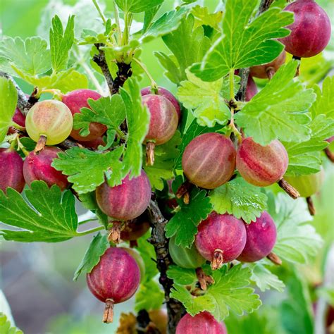 Hardy And Fruitful Gooseberry Bare Root Plants For Sale Pixwell Easy