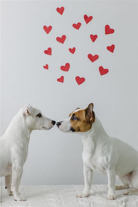 Two Cute Dogs In Love By Stocksy Contributor Duet Postscriptum