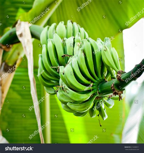 Bunch Green Bananas On Tree Bushel Stock Photo 214280911 Shutterstock