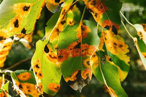 Plant Leaf Spots Diseases Types Causes And Management
