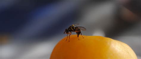 Hie Research Finds Timing Of Fruit Fly Sex Determination