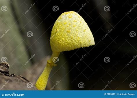 Yellow Mushroom On A Shrub Stock Photo CartoonDealer Com 176497002