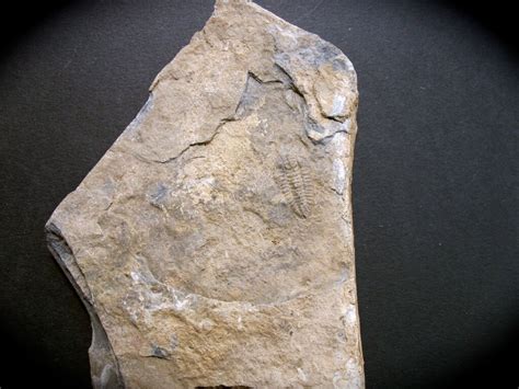 Bathyuriscus Brighamensis Trilobite