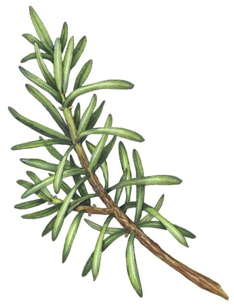 Sprig Of Rosemary Herbs Illustration Herb Art Botanical
