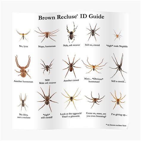 Brown Recluse Id Guide Poster By Arthrolove Redbubble