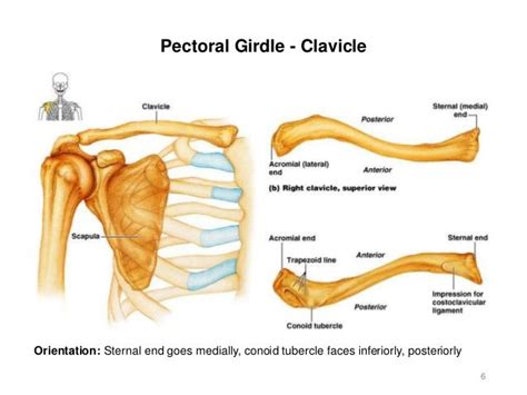 Clavicle Diagram Human Anatomy And Physiology Human Body Anatomy
