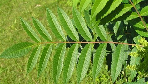 It looks a lot like poison ivy, but its leaves are more similar to those of an oak tree. Compound Leaf Identification | Garden Guides