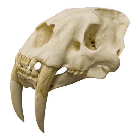 Tiger Skull Cat Skull Skull Art Animal Skeletons Animal Skulls