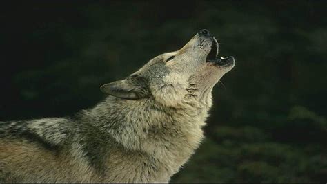 Hd Wolf Wallpapers 1080p Wallpapersafari