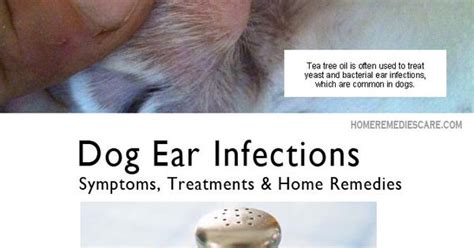 Ear Infections Are Caused By A Buildup Of Bacteria And Yeast If You
