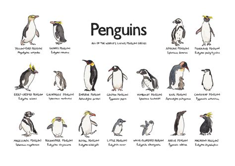 Penguin Illustration A4 Poster Illustration Art Print Every Penguin