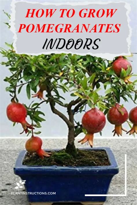 How To Grow Pomegranates Indoors Plant Instructions