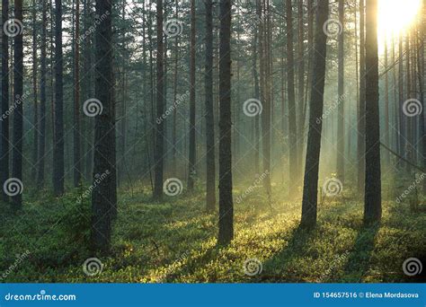 Rays Of The Morning Sun Pass Through A Beautiful Pine Forest In The