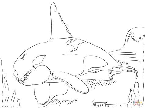 Free printable killer whale coloring pages. Beautiful Killer Whale coloring page | Free Printable ...