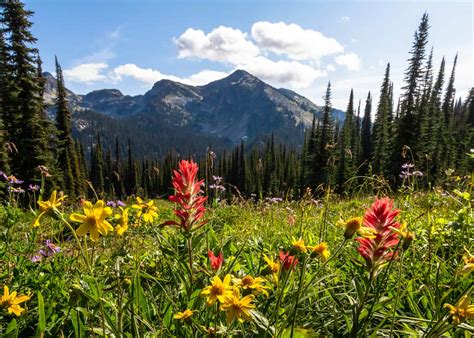 Alpine Wildflowers In Bloom On Mount Revelstoke Revelstoke