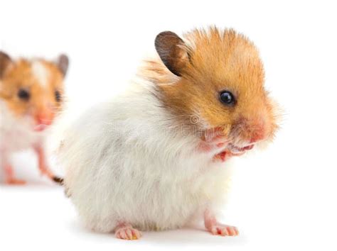 Young Hamster Playing Stock Photo Image Of Newborn Closeup 29443558