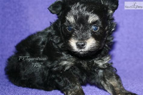 Meet Rio A Cute Poma Poo Pomapoo Puppy For Sale For 350 Black And