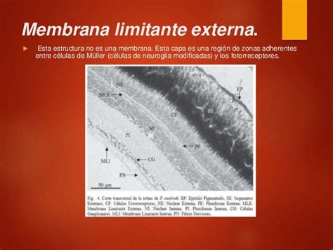 Histología De Ojo Y Oído 2016