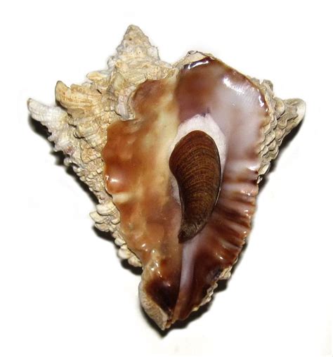 Vasum Cassiformis Turbinellidae Specimen Sea Shell Picture Ts110932