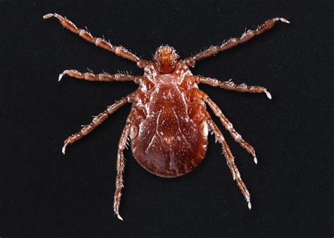 New Tick Species Capable Of Transmitting Deadly Disease Is Spreading In