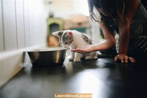When Do Kittens Start Eating Food And Drinking Water Answered Learnaboutcat