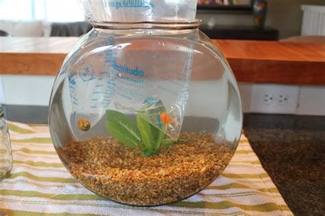 We did not find results for: First Comes Love...: Meet Molly: Our $200 goldfish