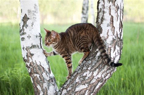 How Much Does A Toyger Cat Cost 2023 Price Guide Hepper