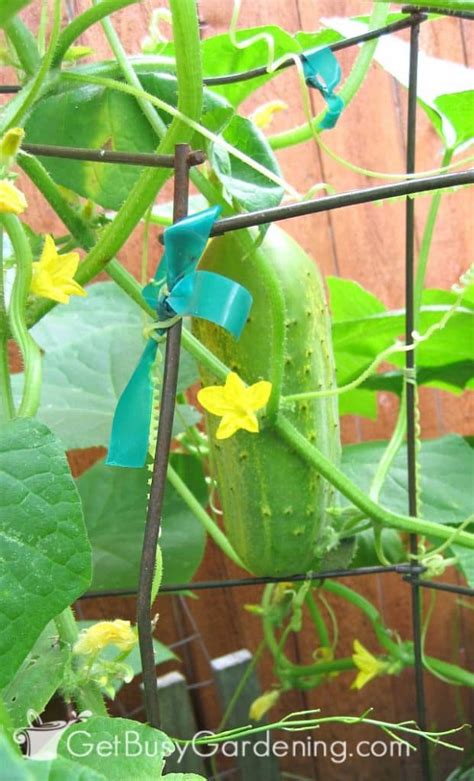Growing Cucumbers On A Trellis Vertically Complete How To Guide