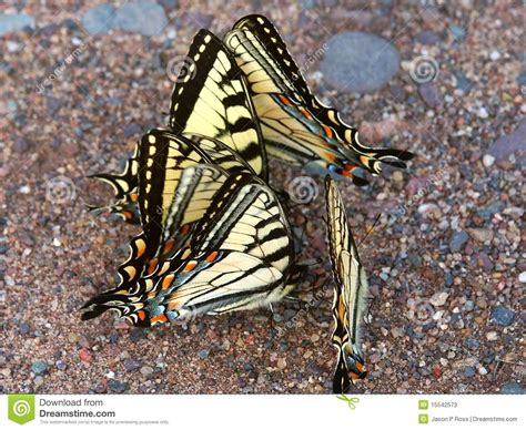 Tigre Swallowtails Glaucus De Papilio Imagen De Archivo Imagen De