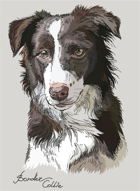 Colored Vector Border Collie Stock Vector Illustration Of