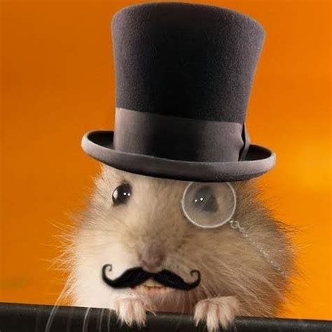 A Hamster In A Top Hat Aww