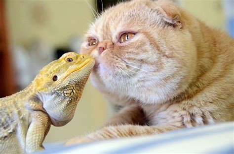 Ten Adorable And Unique Animal Friendships Page 5 Of 5