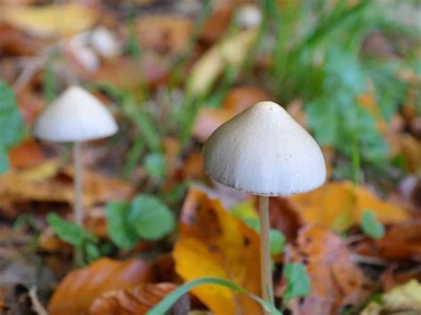 Magic Mushrooms Could Become Legal In Oregon Across Oregon Or Patch