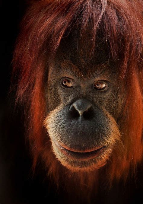 Top 10 Brilliant Wild Animals Photos By Natalie Manuela Top Inspired