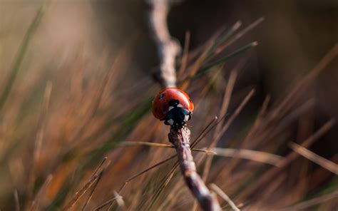 Fondos de pantalla naturaleza césped fotografía rama insecto