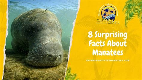 8 Surprising Facts About Manatees Captain Mikes Swimming With The