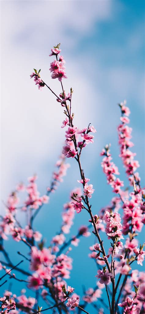 Pink Cherry Blossom Wallpaper Phone / Cherry Blossom Wallpaper Kolpaper Awesome Free Hd 