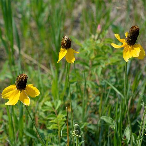 See more ideas about prairie flower, wildflower seeds, flowers. Yellow Prairie Cone Flower Photograph by Ed Mosier