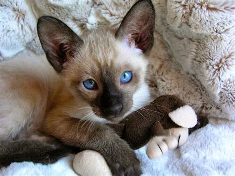 The most common blue point cat material is glass. Carolina Blues Cattery Siamese Kittens for Sale