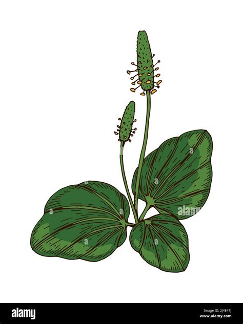 Illustrazione Vettoriale Botanica Colorata Disegnata A Mano Di Una