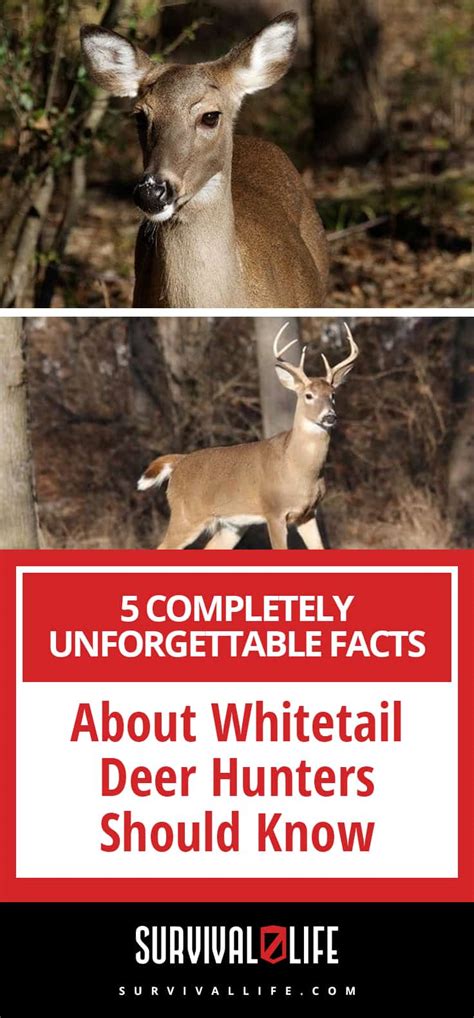 Do You Know Any Of These Facts About Whitetail Deer Survival Life